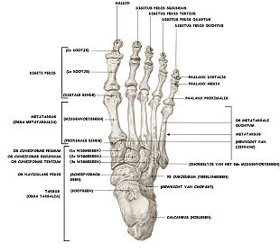 de botjes van de voet